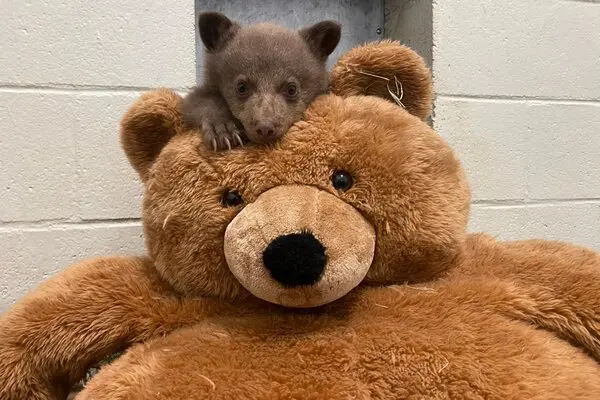 baby bear